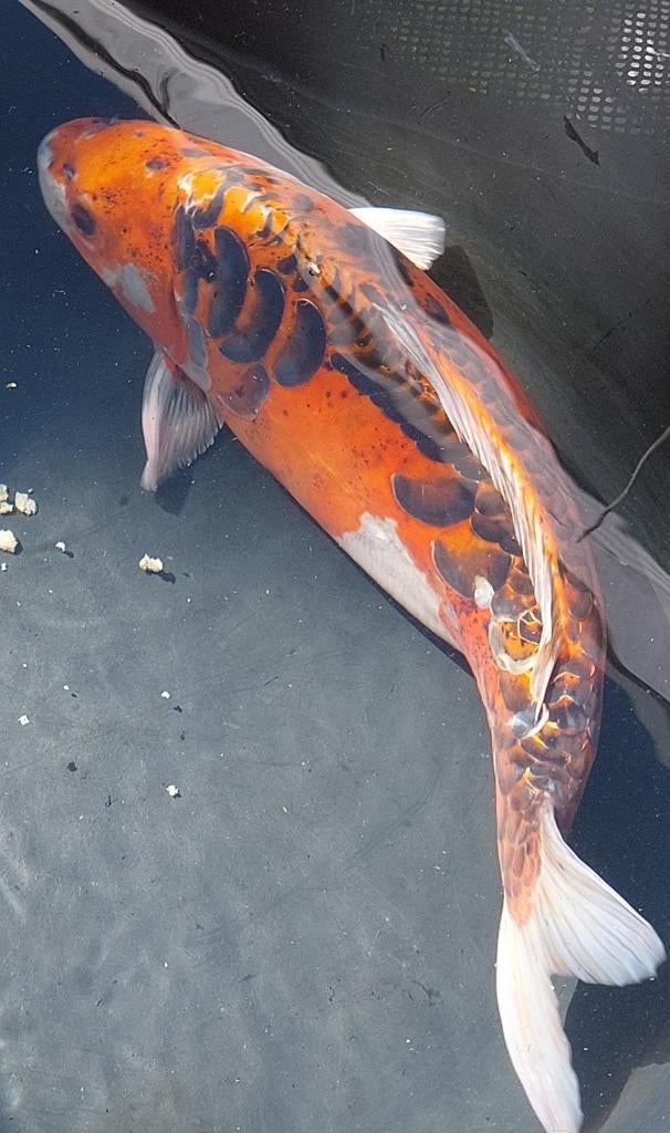 Mooie gekleurde Japanse Koi groot 40-50cm, Karper of Koi