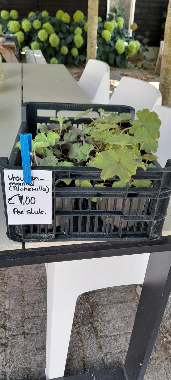 Vrouwenmantel (Alchemilla) - Bodembedekker, Ophalen, Bodembedekkers, Vaste plant, Halfschaduw
