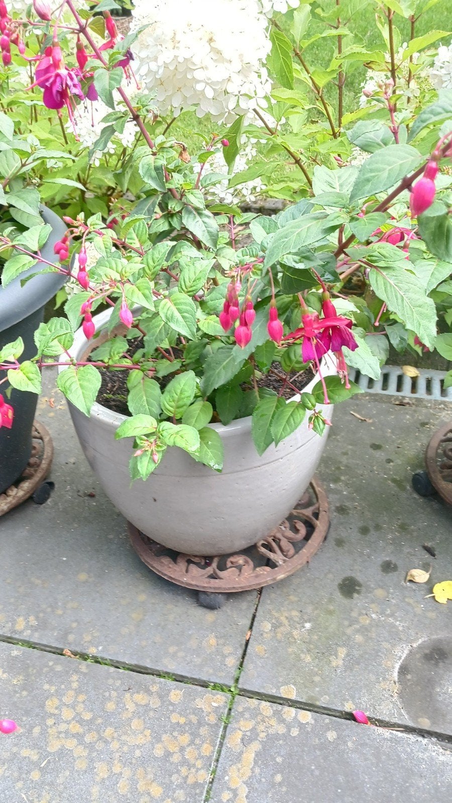 Mooie Fuchsia planten met pot, Vaste plant, Halfschaduw, Zomer, Ophalen