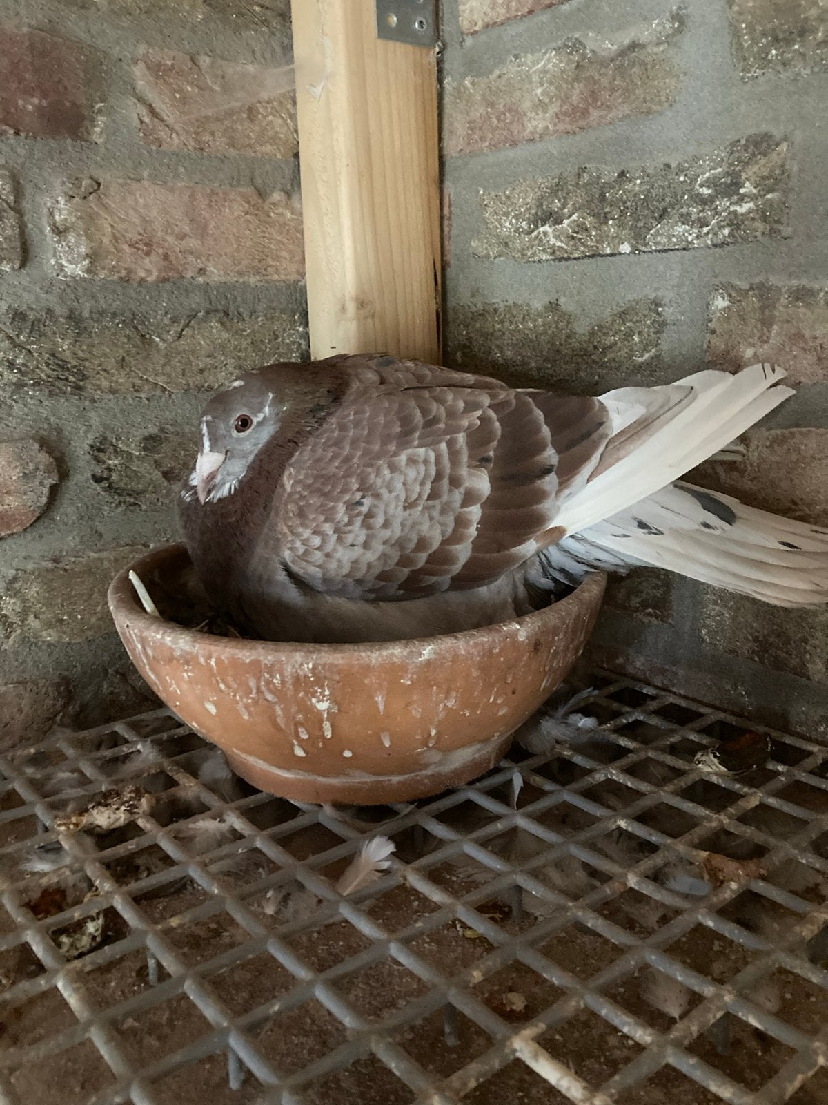 Roodkras doffer soort Koopman, Dieren en Toebehoren, Postduif