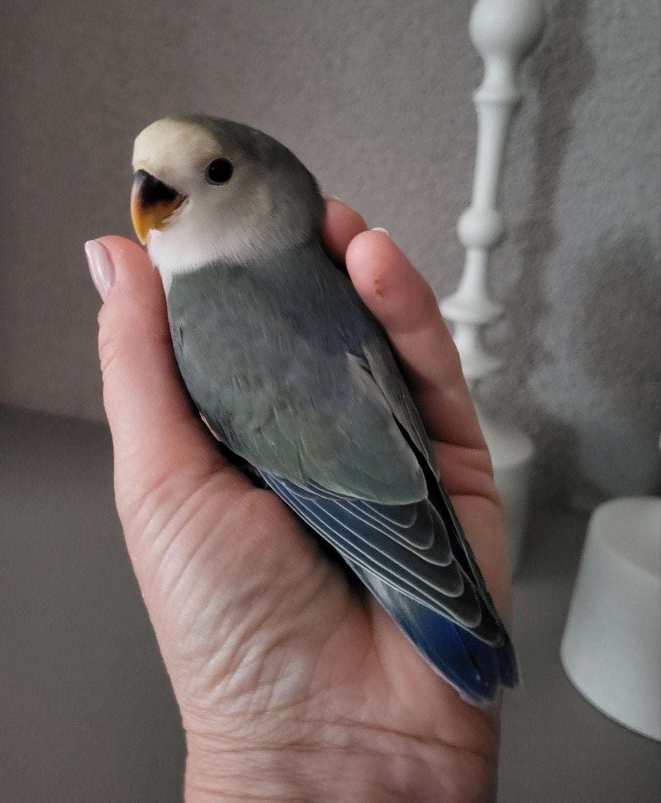Jonge agapornis roseicolli man met dna, Dieren en Toebehoren, Vogels | Parkieten en Papegaaien, Dwergpapegaai of Agapornis, Mannelijk