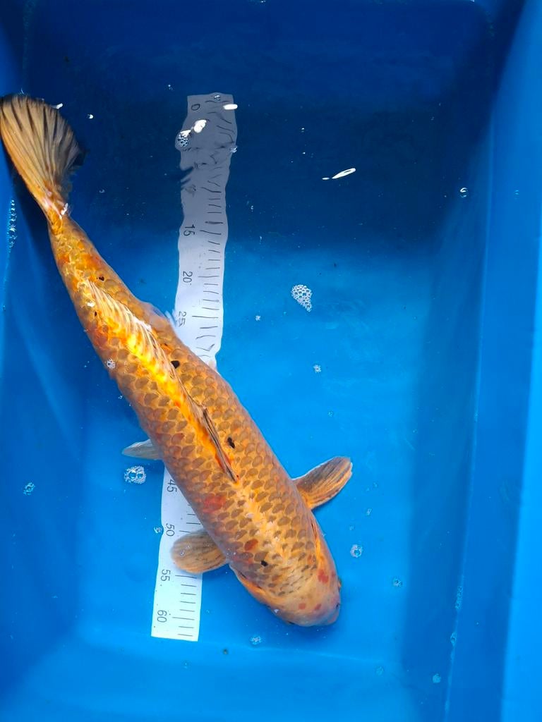 Koi doitsu metallic 65 cm., Dieren en Toebehoren, Vissen | Vijvervissen, Karper of Koi