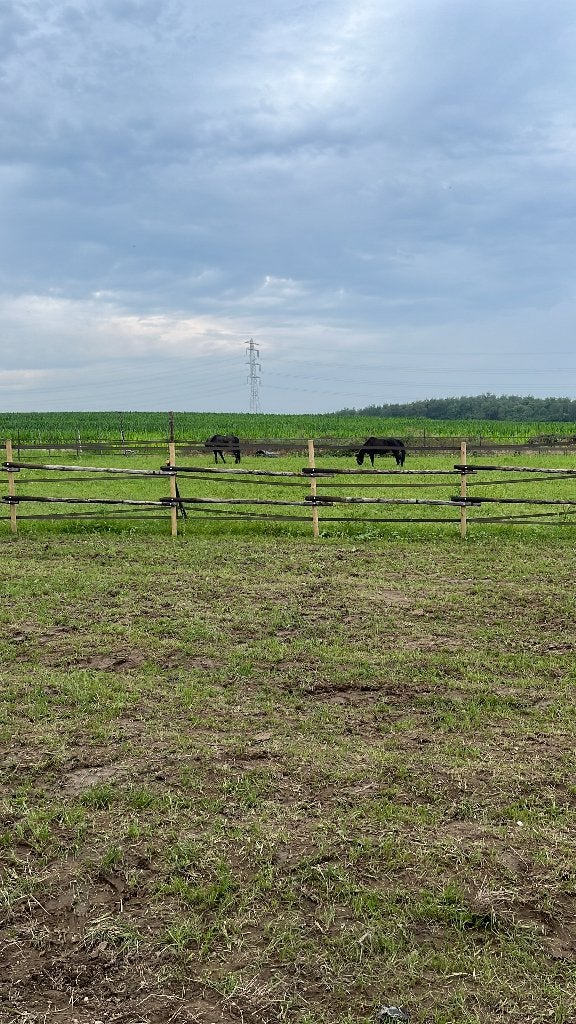 Stalling met weide te huur in landgraaf, Weidegang, 2 of 3 paarden of pony's