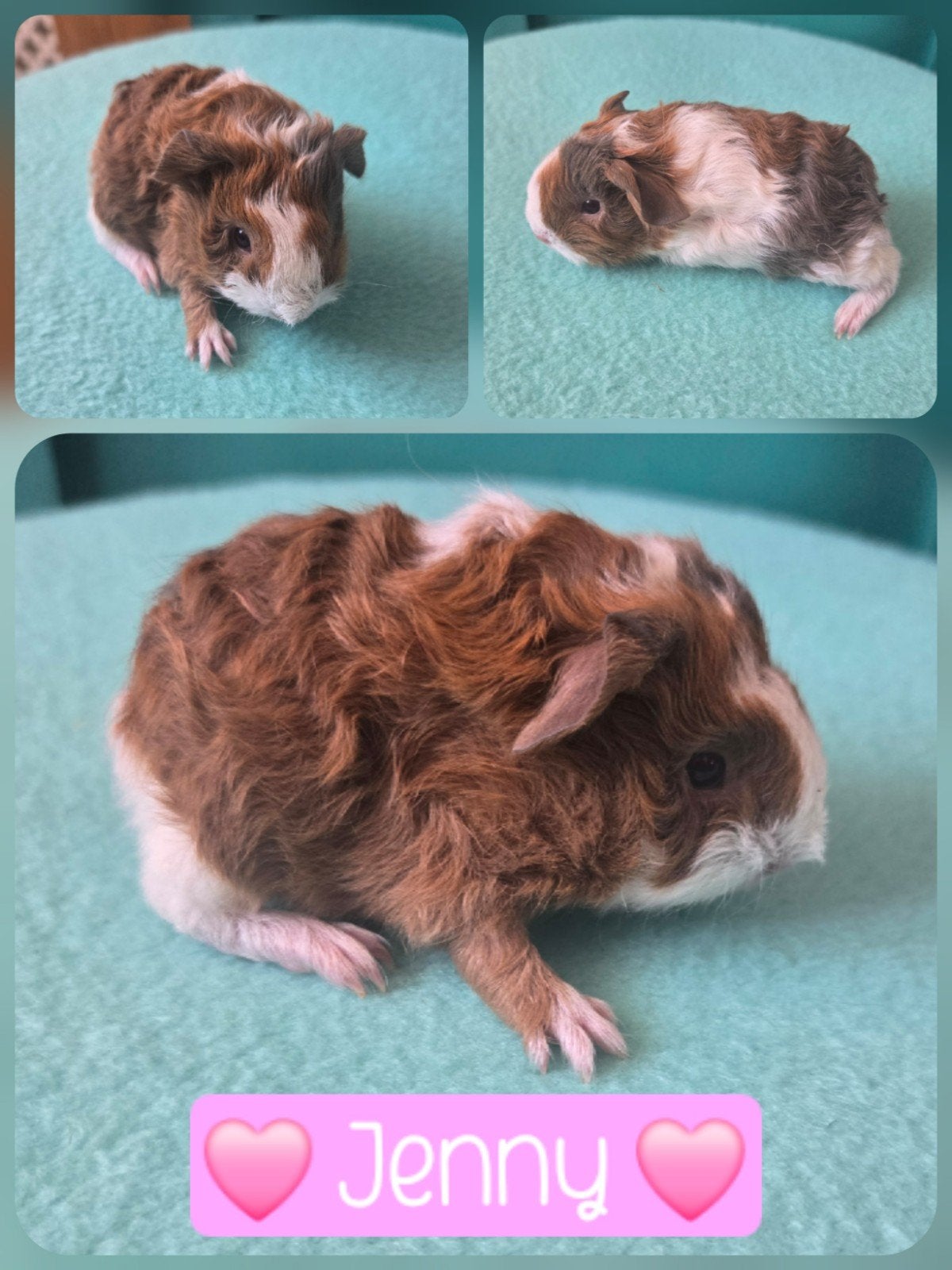 Slate-goud-wit zeugje, Dieren en Toebehoren, September, Vrouwelijk, Cavia