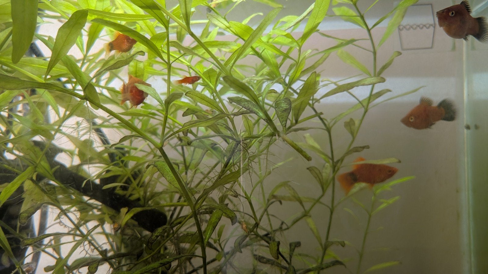 Vissen platy wagtail, Dieren en Toebehoren, Vis
