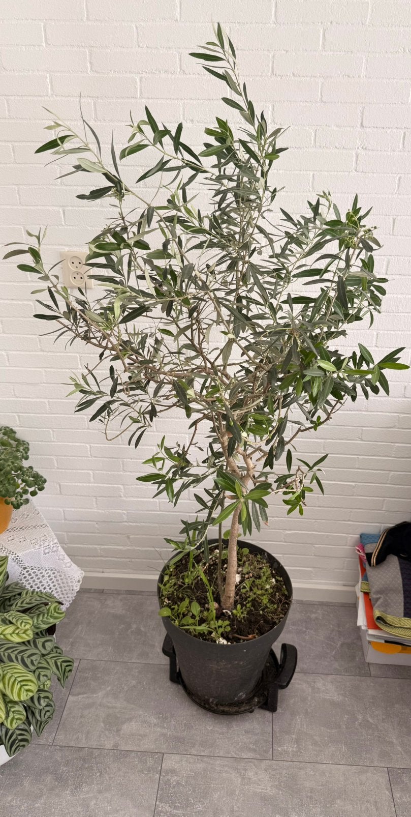 Olijfboom 180 centimeter, Ophalen, In pot, Olijfboom, 100 tot 250 cm