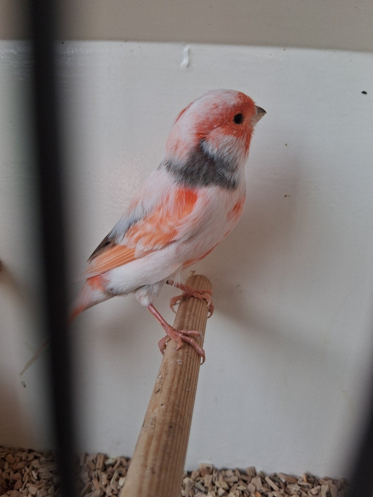 meerdere mooie koppels Harlekijn kanaries, Meerdere dieren, Kleurkanarie