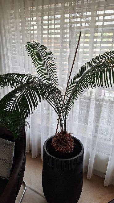 binnenplant Palm, Ophalen, 100 tot 150 cm, Palm, Halfschaduw
