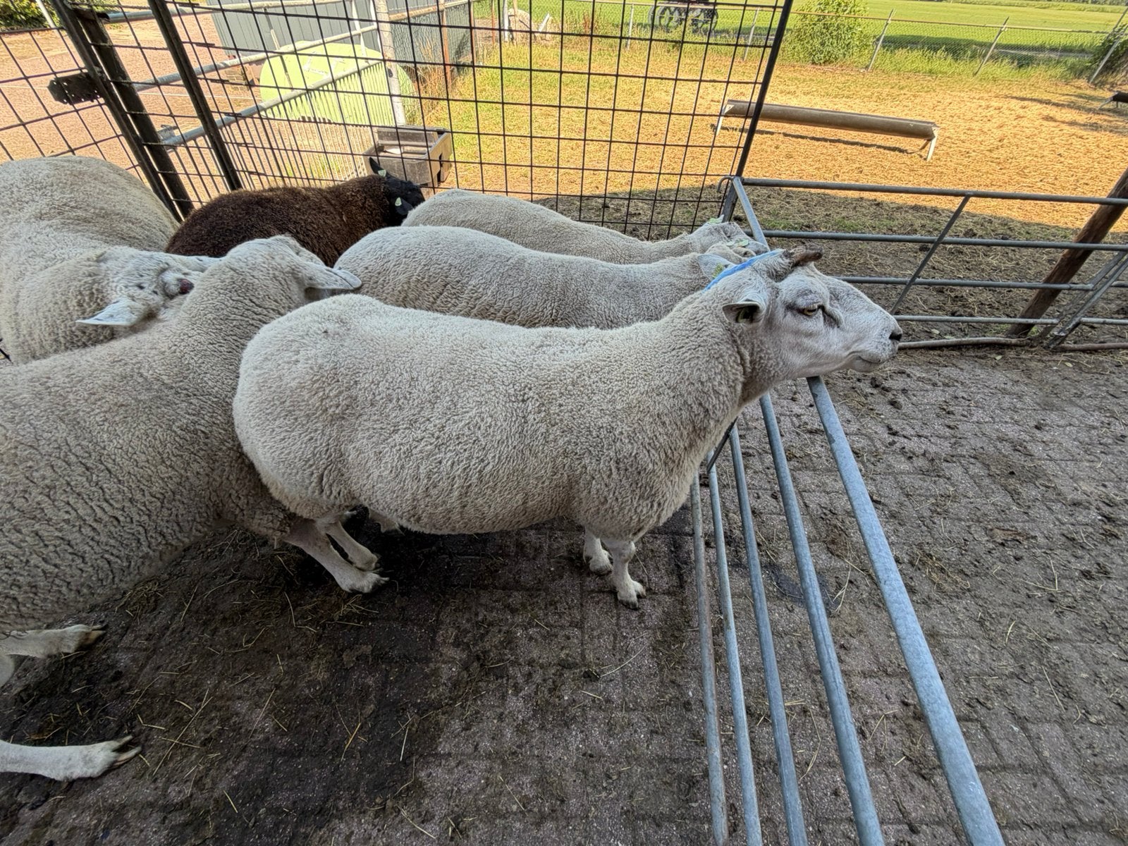 2 gekeurde swifter dekrammen., Meerdere dieren, Schaap