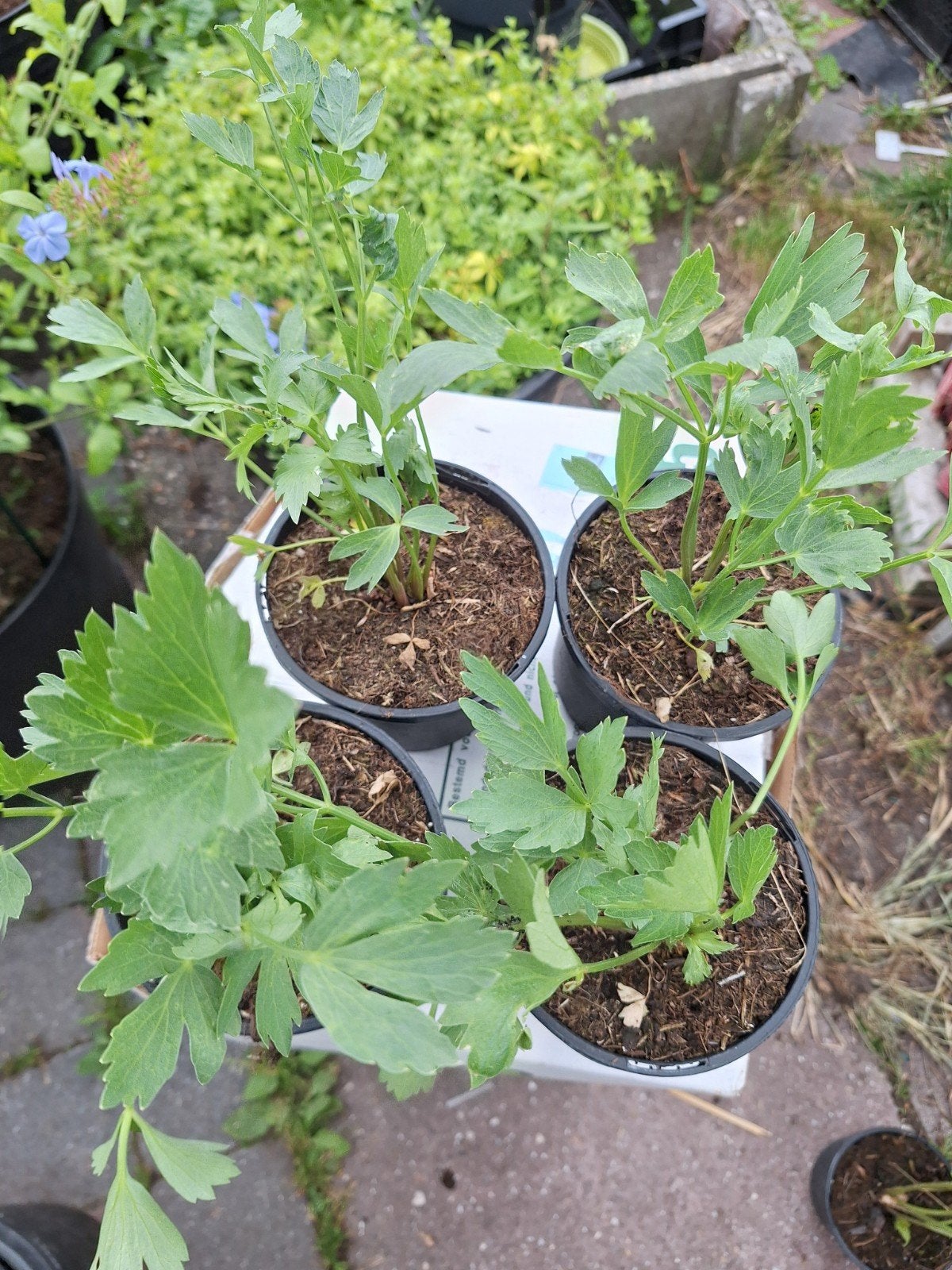 Magieplant in 15 cm pot., Ophalen, Volle zon, Herfst, Groenteplanten