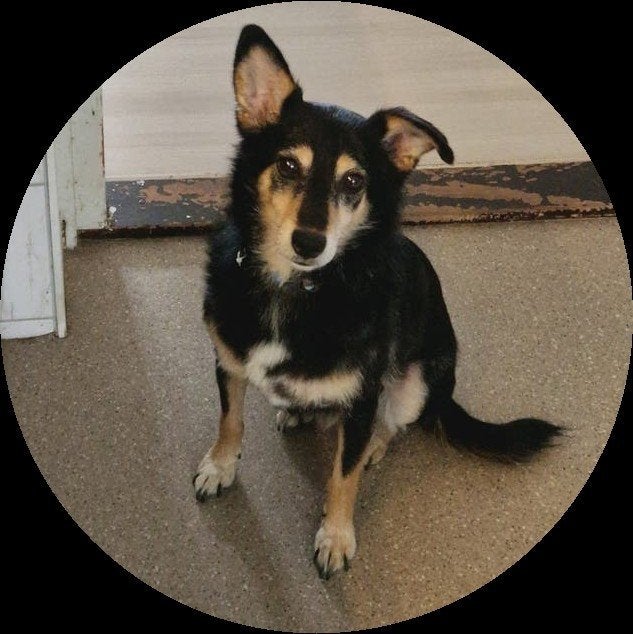 Kleine Barny zoekt huis., Dieren en Toebehoren, Honden | Niet-rashonden, 6 jaar of ouder, Particulier, Reu, Buitenland