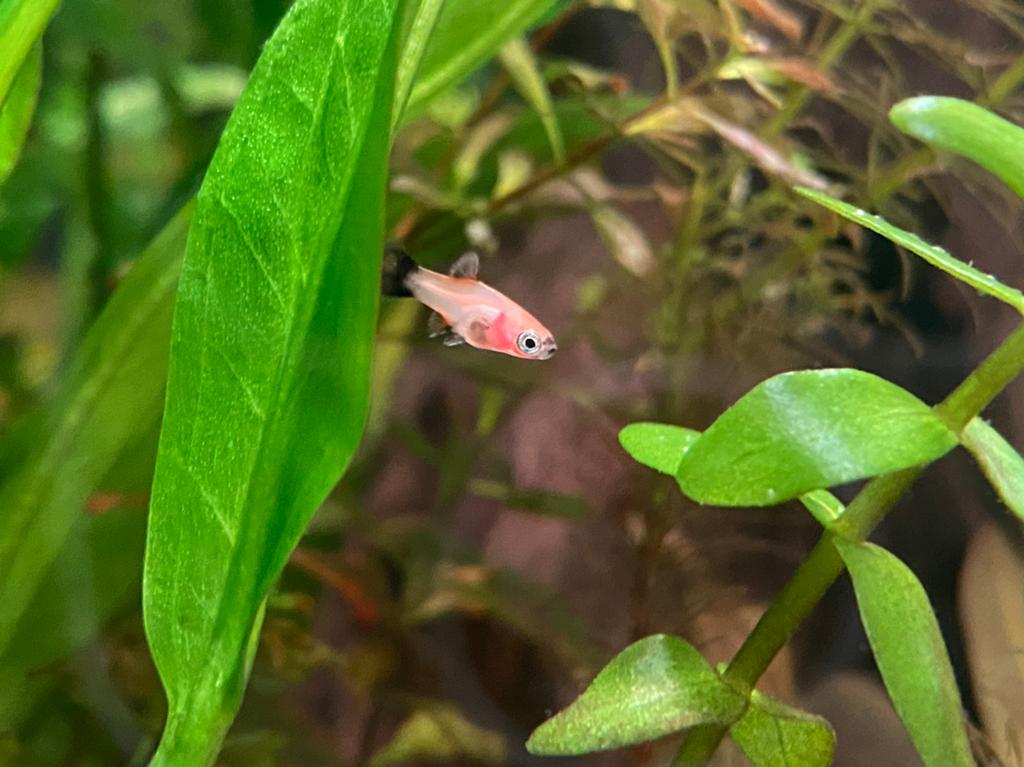 Baby platy’s | platy vissen | aquarium vissen, Dieren en Toebehoren, Vis, Zoetwatervis, Schoolvis