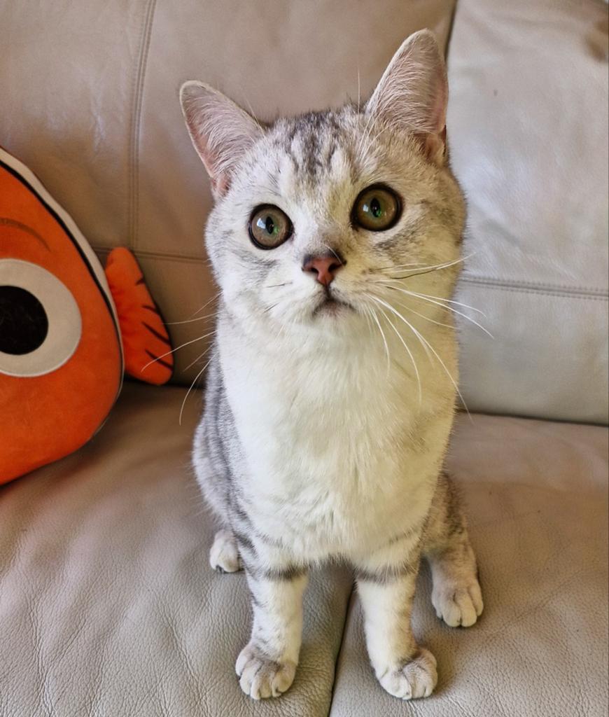 Brits britse korthaar kroel kater kater Silver Tabby, Dieren en Toebehoren, Kater, Gechipt