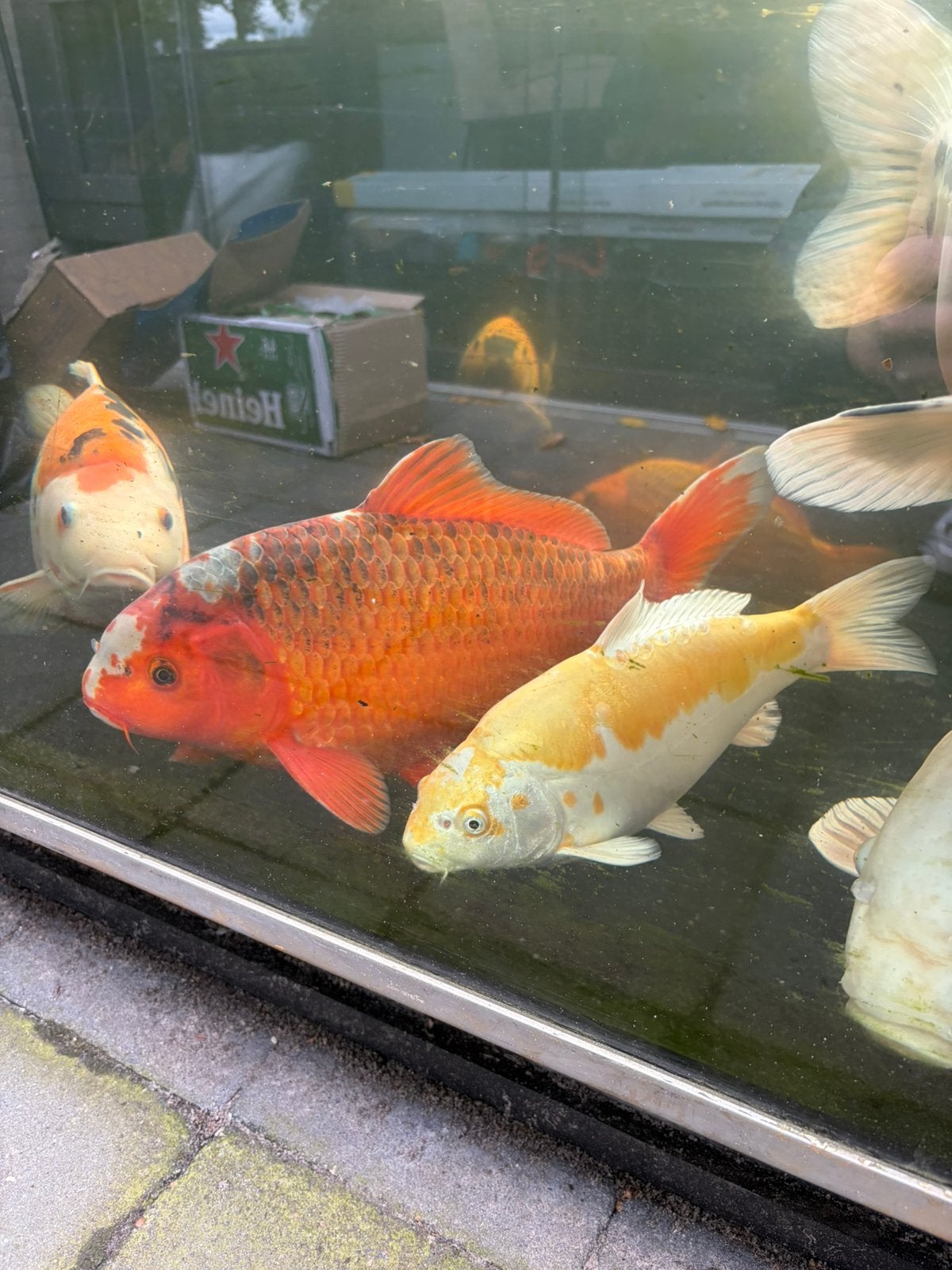 Vijvervissen tekoop, Karper of Koi