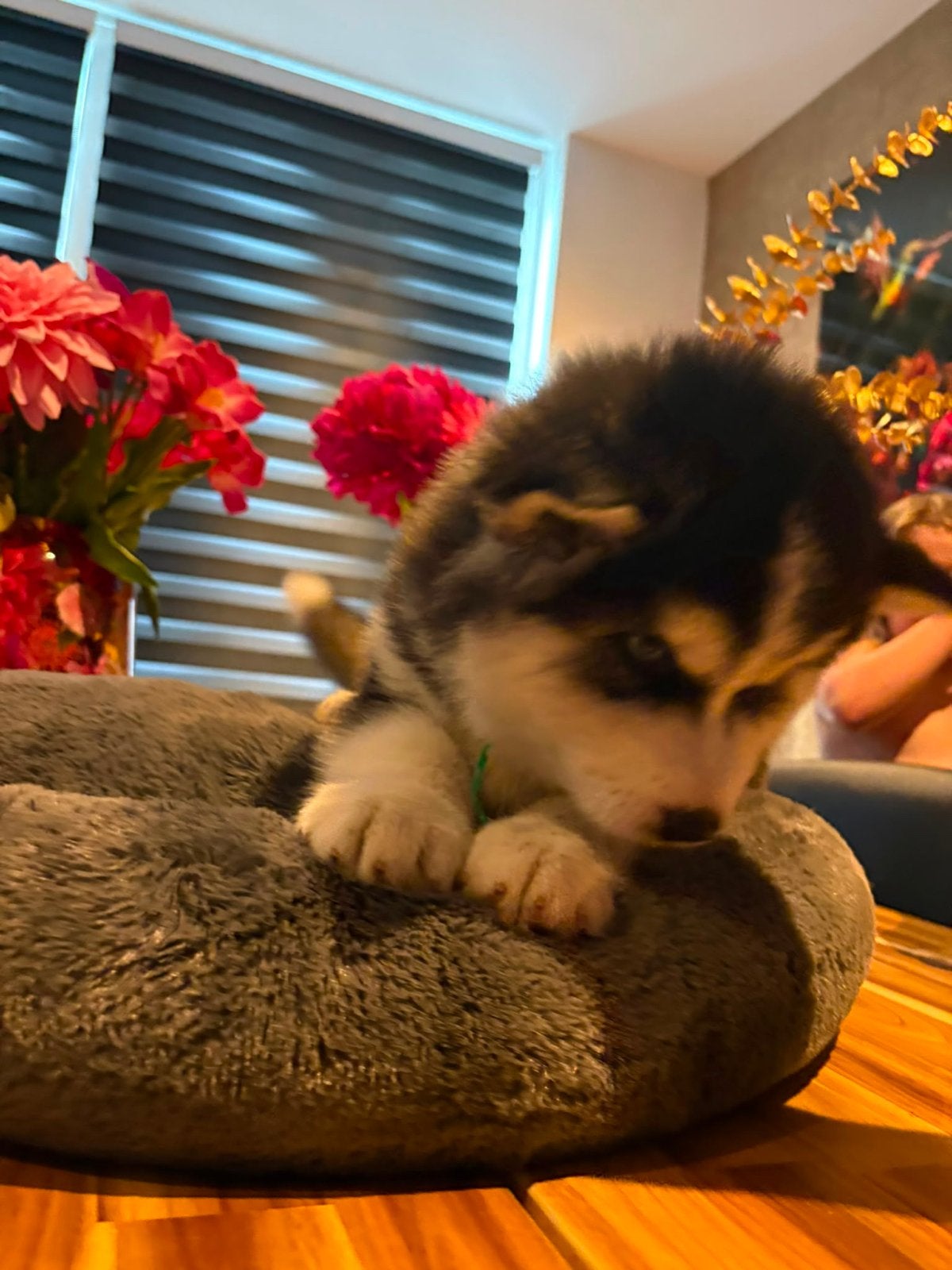 Siberische husky pups boris en blue, Parvo, 8 tot 15 weken, Meerdere, Nederland