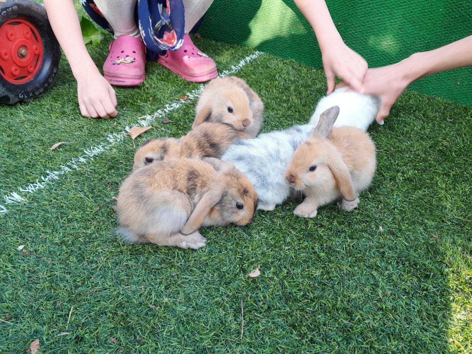 Nederlandse hangoor dwergkonijnen, Dieren en Toebehoren, Konijnen, Mannelijk, Dwerg, Hangoor