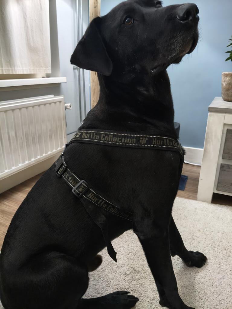Hurtta padded reflective Y harness, Ophalen of Verzenden