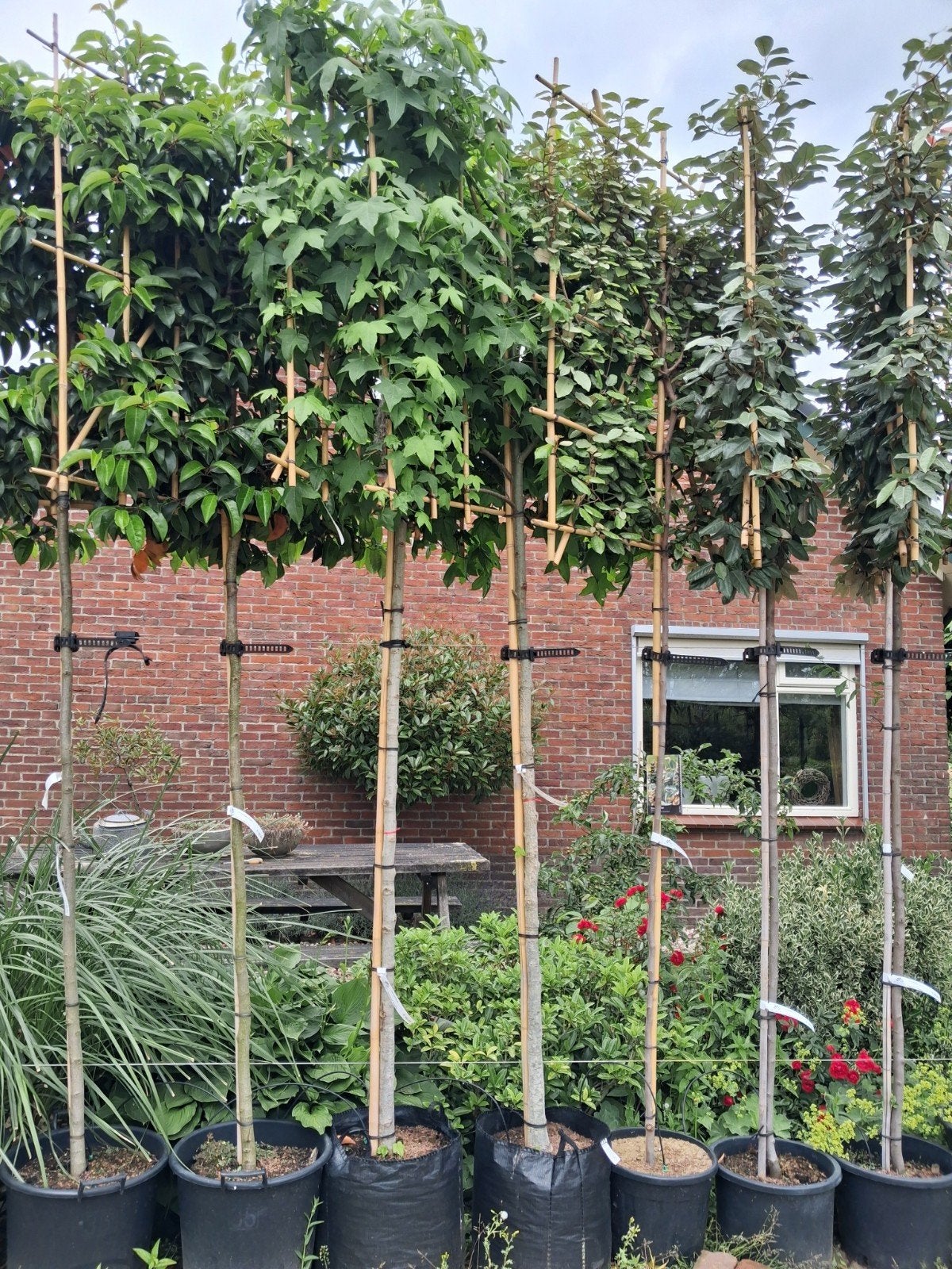 Lei Amberboom (Liquidambar styraciflua) leiboom, Tuin en Terras, Planten | Bomen, In pot, Leiboom, Halfschaduw, Ophalen of Verzenden