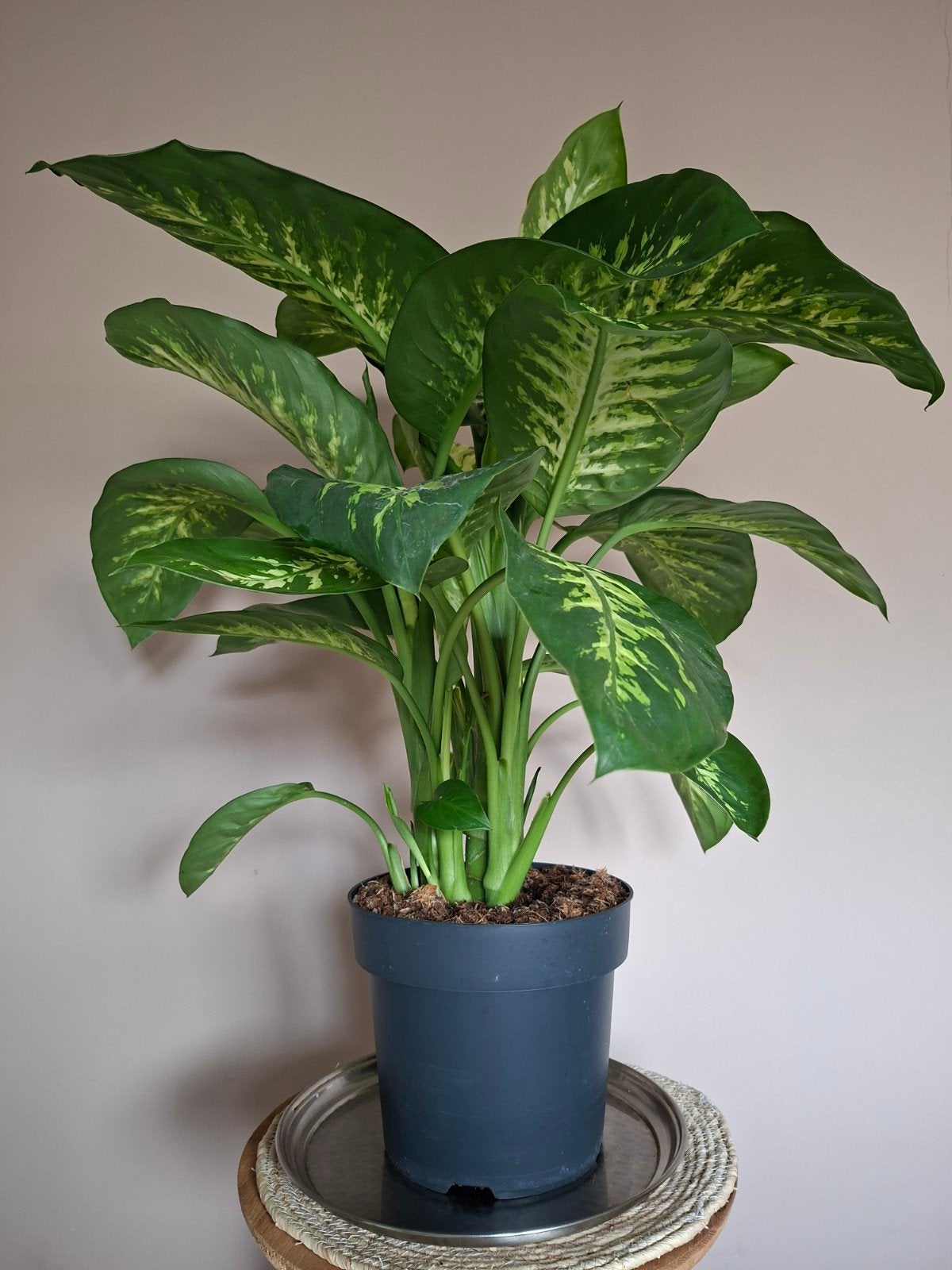Dieffenbachia Camilla Grote groene kamerplant, Groene kamerplant, Ophalen, Halfschaduw, Minder dan 100 cm