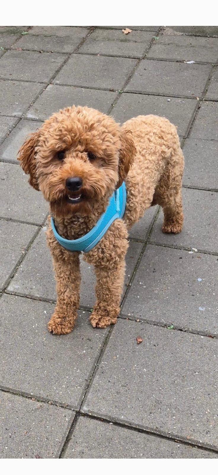 dwergpoedel klein dekreu  NIET TE KOOP, Dieren en Toebehoren, Poedel, Reu, 1 tot 2 jaar, Eén hond