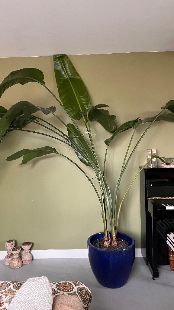 Kamerplant Grote Strelizia, Huis en Inrichting, Kamerplanten, Ophalen, 200 cm of meer, Overige soorten, Halfschaduw