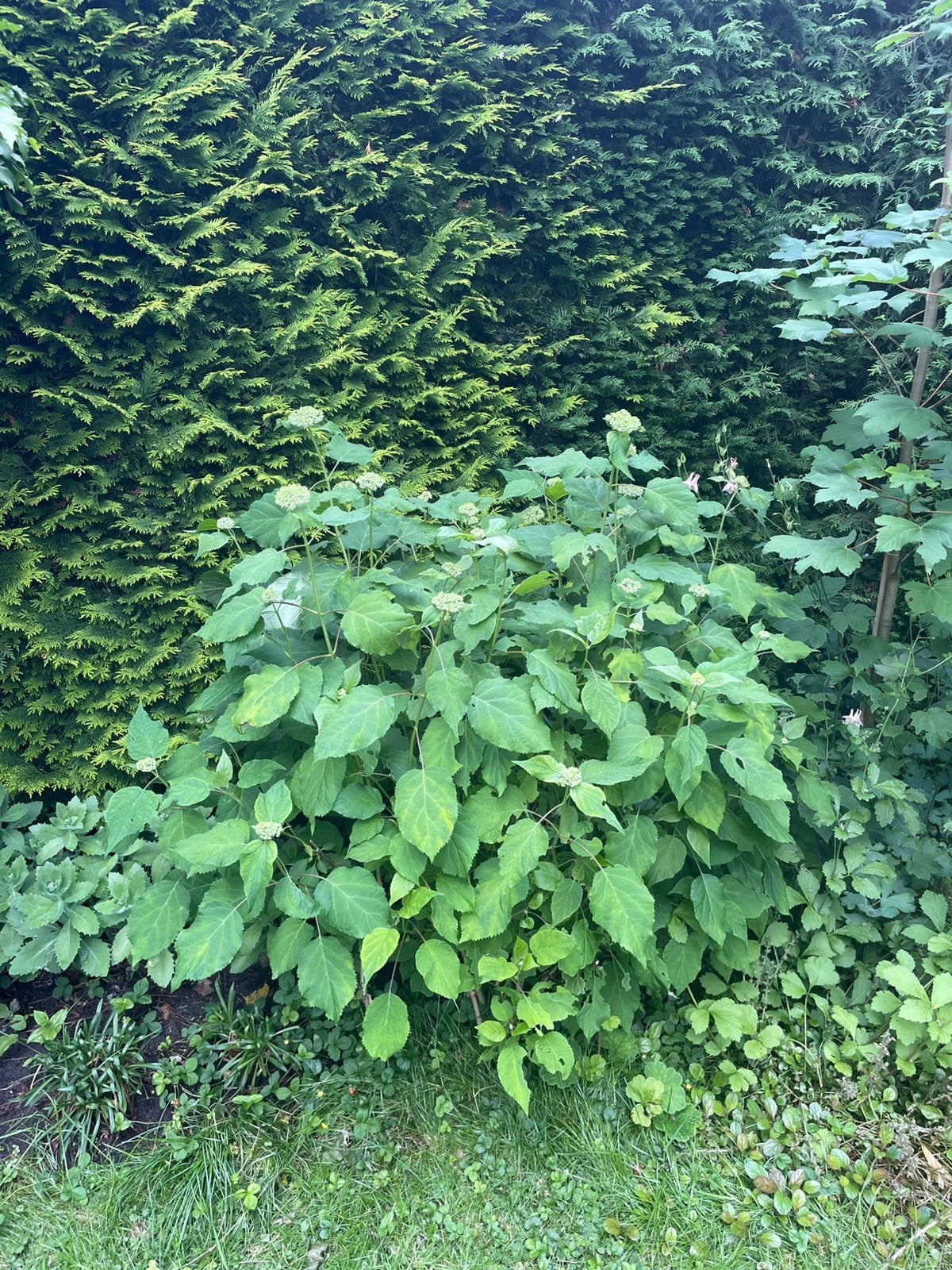 Gratis ophalen: hortensia Annabelle, Tuin en Terras, Planten | Struiken en Hagen, Ophalen, Hortensia, Minder dan 100 cm