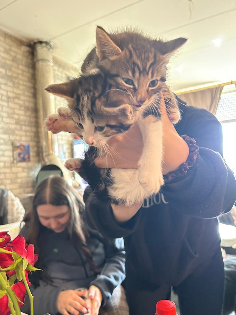 Kittens, Dieren en Toebehoren, Meerdere dieren