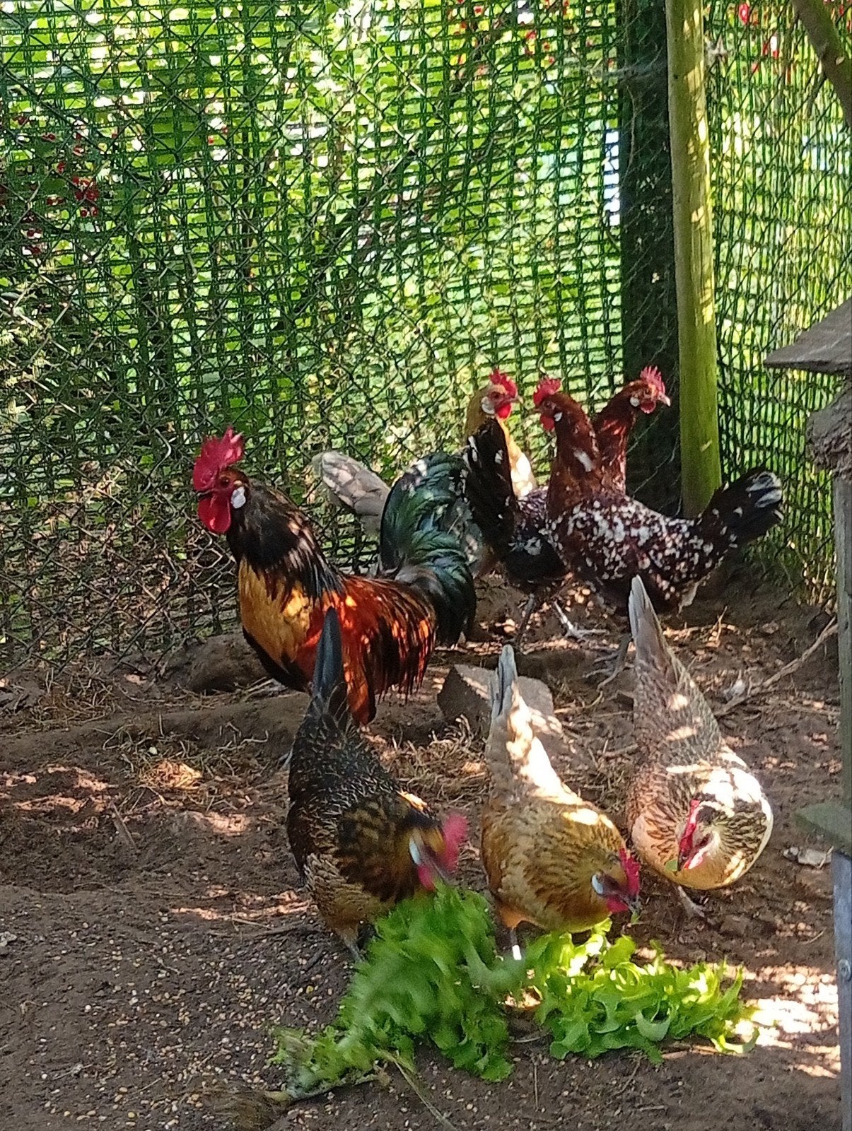 Prachtige toom Bassette, Dieren en Toebehoren, Pluimvee, Meerdere dieren, Kip