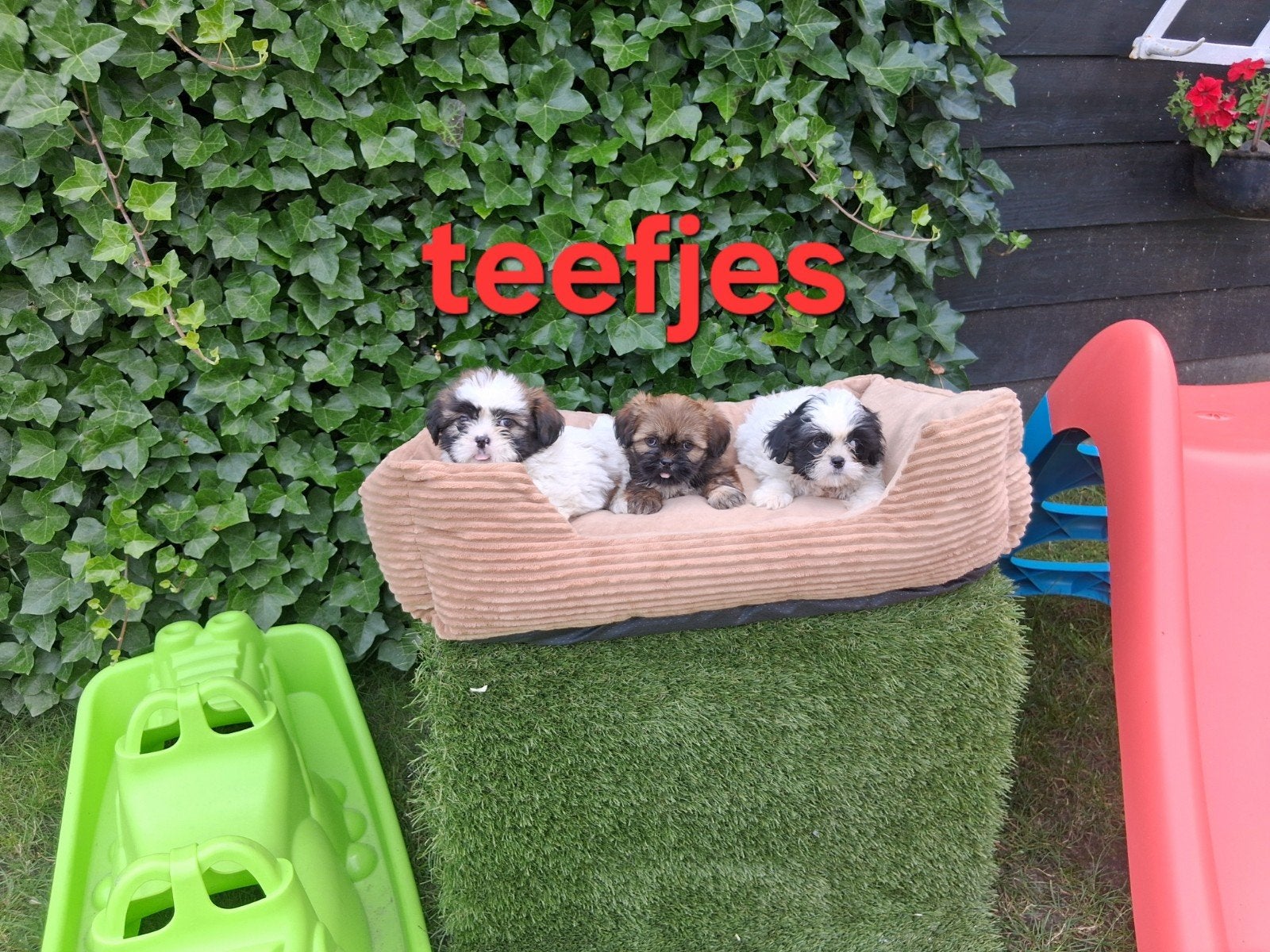 Te koop mooie kleinblijvende speelse boomer pups, Dieren en Toebehoren, Honden | Niet-rashonden, Parvo, 8 tot 15 weken, Meerdere