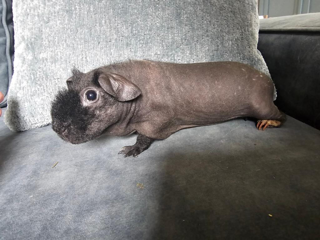 Skinny cavia zeugje, Dieren en Toebehoren, Juli, Vrouwelijk, Cavia
