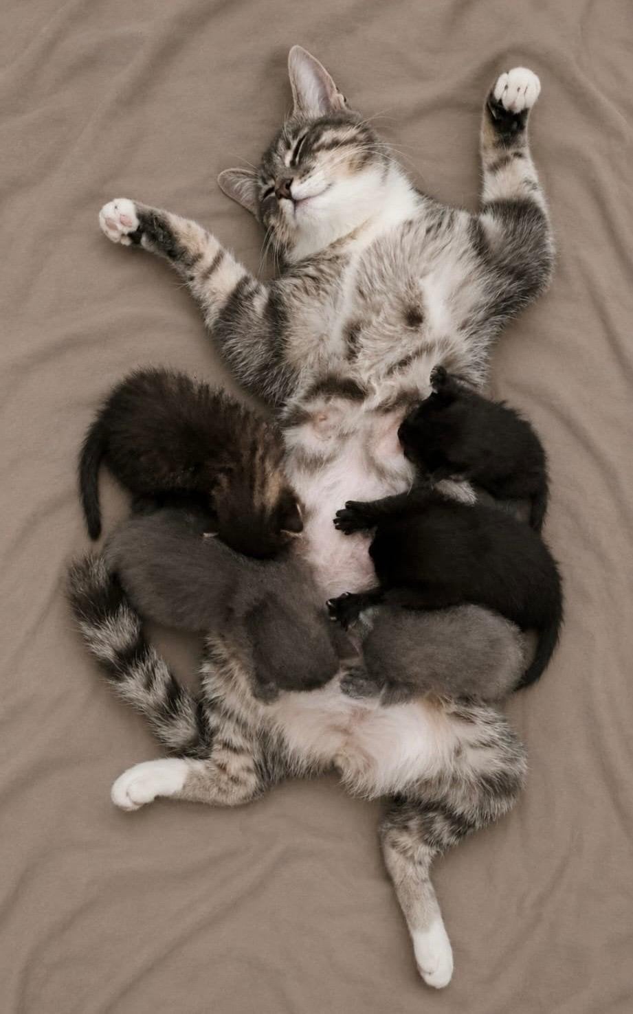Prachtige lieve kittens te koop., Dieren en Toebehoren, Kater, 0 tot 2 jaar