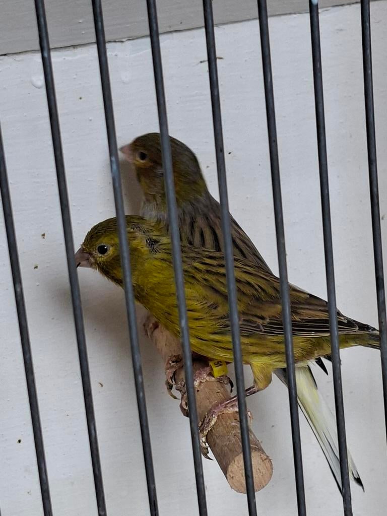 3 koppels timbrado kanaries  gereserveerd, Dieren en Toebehoren, Vogels | Kanaries, Meerdere dieren, Kleurkanarie