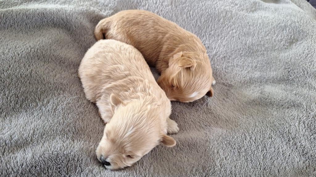 Maltipoo pups. Super mini, Parvo, Maltezer, 8 tot 15 weken, Meerdere