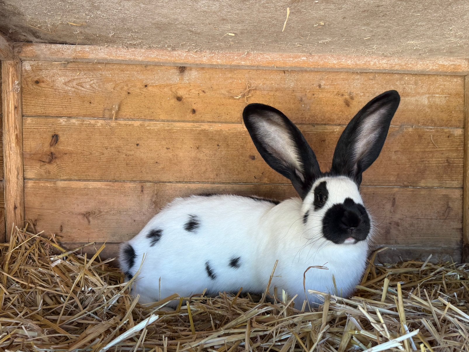 Groot Lotharinger voedster, Dieren en Toebehoren, Vrouwelijk, Groot