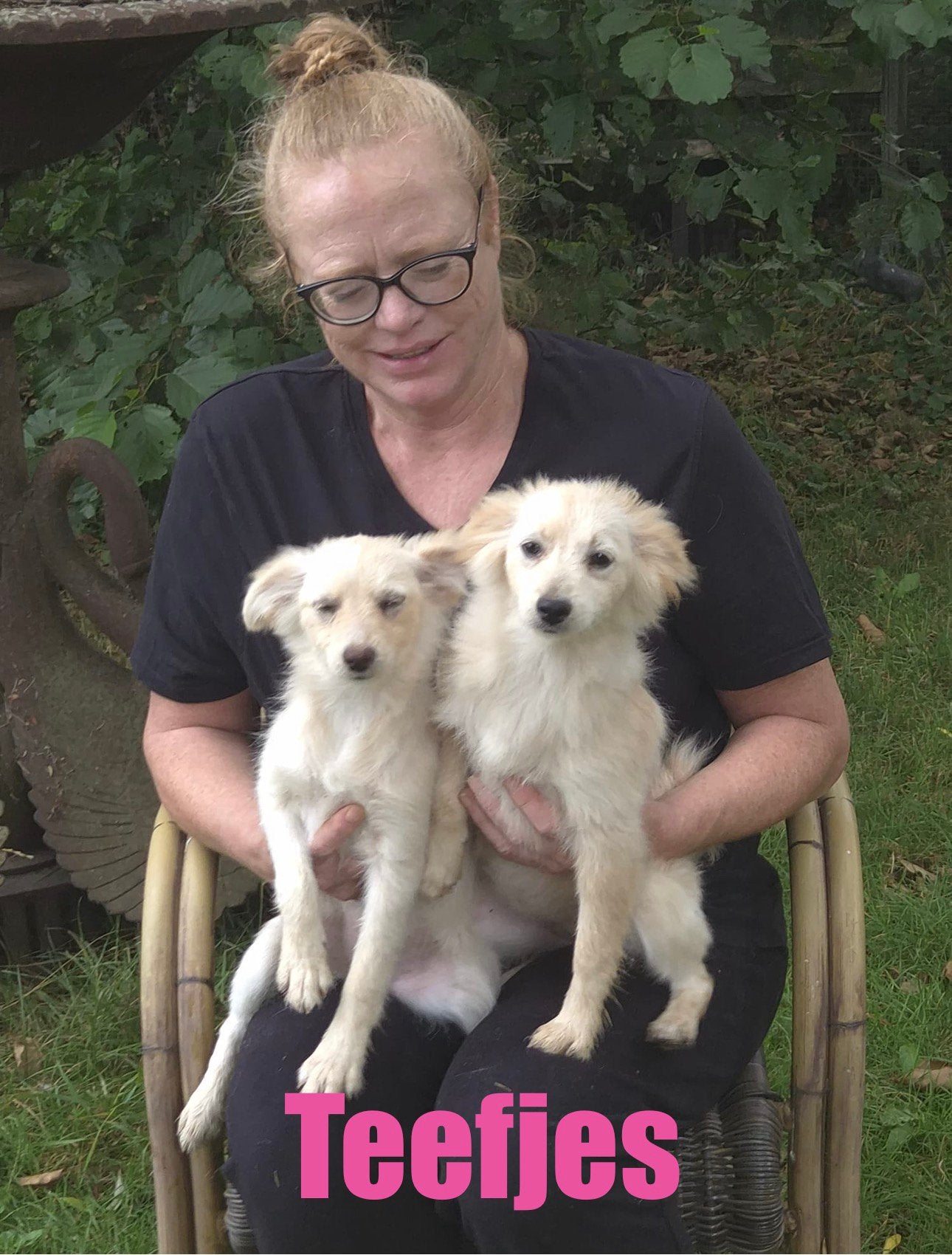 6 (nog 4)  Prachtige Boomer x Pomeriaantje meiden en jongens, Parvo, Nederland, Overige rassen, 8 tot 15 weken