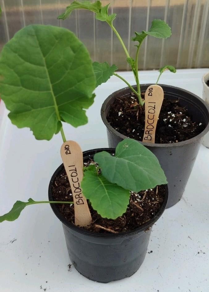 Moestuin planten, stekjes, Broccoli, Bloemkool, Tomaat, Tuin en Terras, Planten | Tuinplanten, Ophalen, Eenjarig, Groenteplanten
