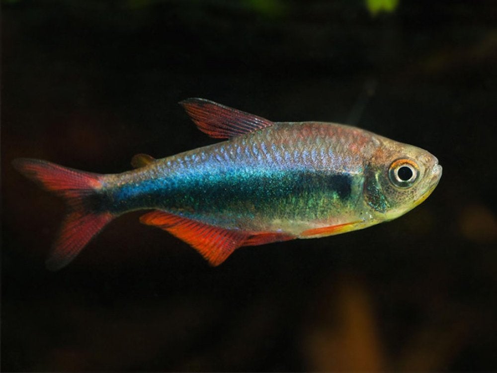 Hyphessobrycon blue red peru - Koidream Valburg