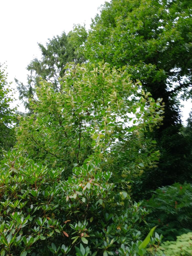 Bijenboom, Bijen