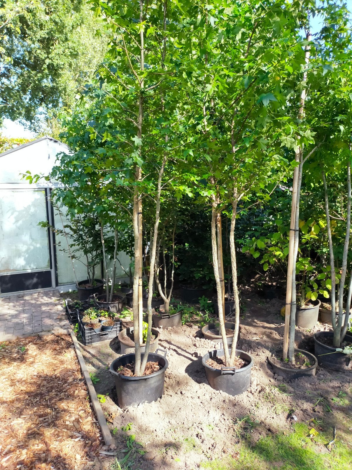 Amberboom duostam, Bloeit niet, Overige soorten, 250 tot 400 cm, Ophalen