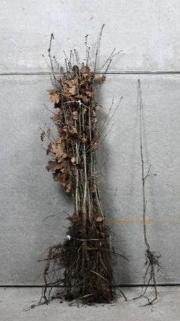 Plantgoed Eik: Zomereik (Quercus robur) en Quercus Rubra, Tuin en Terras, Ophalen, Lente, Volle zon, Overige soorten