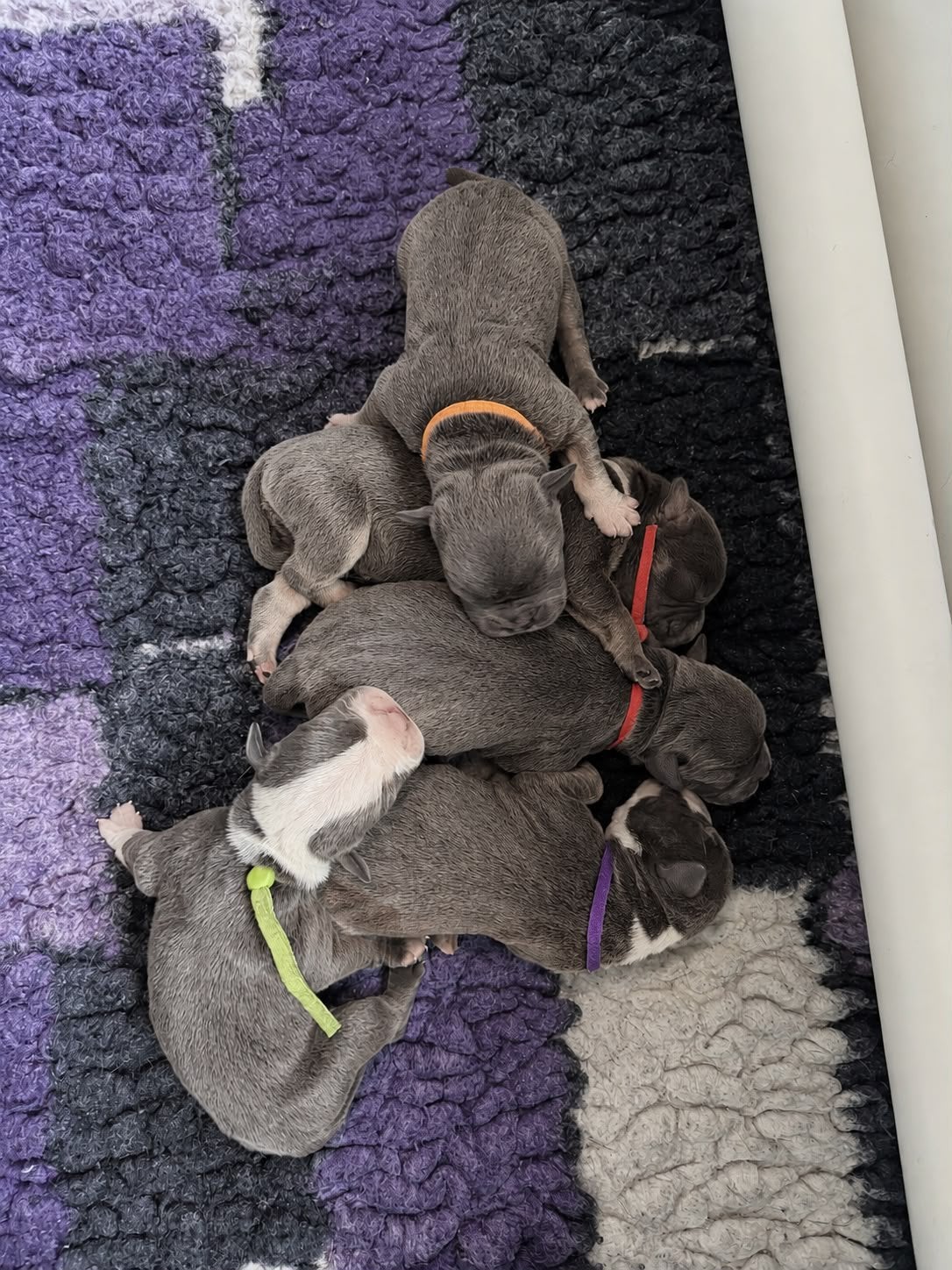 Old english bulldog pups.16 Augustus., Dieren en Toebehoren, Nederland, 8 tot 15 weken, Geslacht onbekend, Bulldog