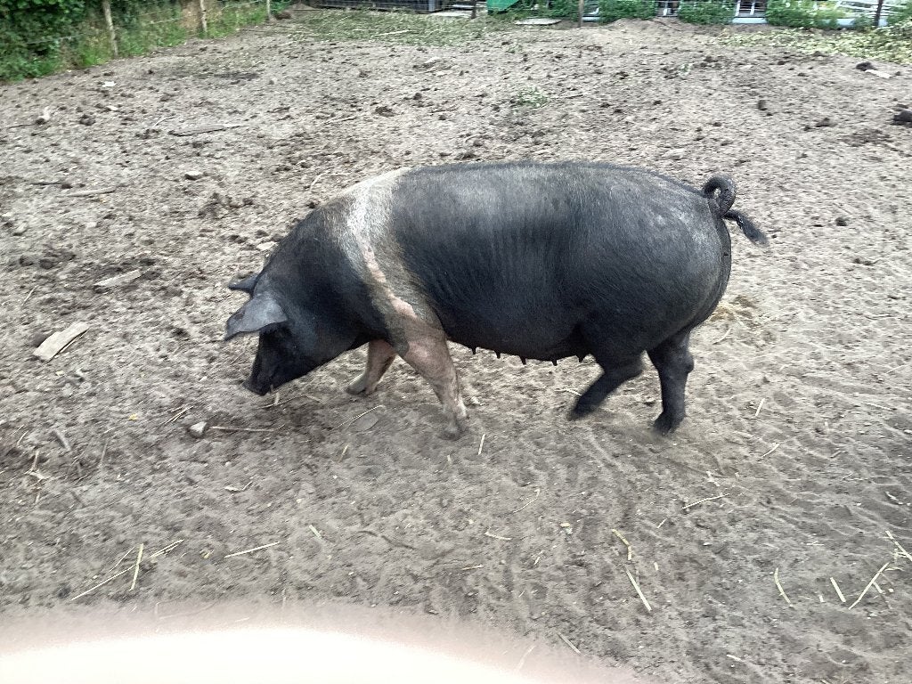 drachtige husumer zeugen te koop, vanaf €.500,-, Vrouwelijk, Varken, 0 tot 2 jaar
