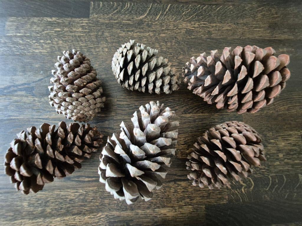 Dennenappels groot 6 stuks, *, Bruin, *, Ophalen of Verzenden