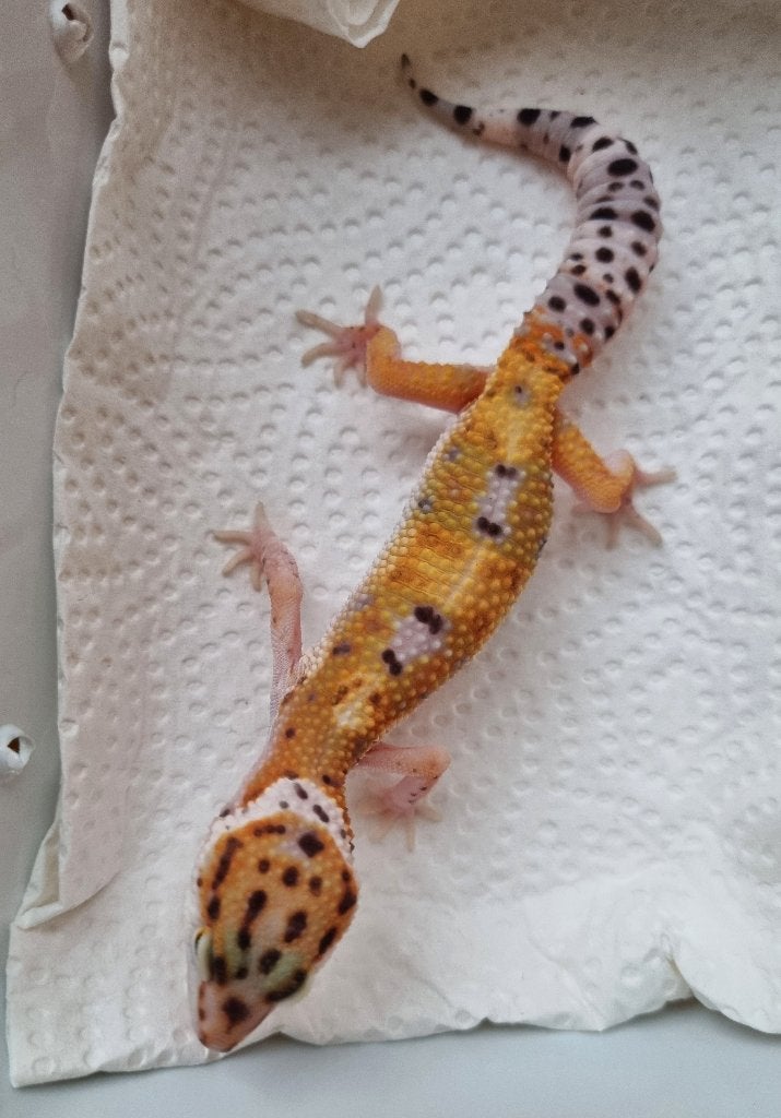 0.1 purple head x w&y bell albino luipaardgekko Leopard Gecko photo 2