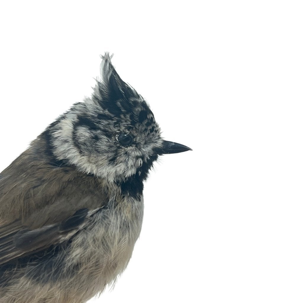 Opgezette kuifmees, Ophalen of Verzenden, Nieuw, Vogel, Opgezet dier