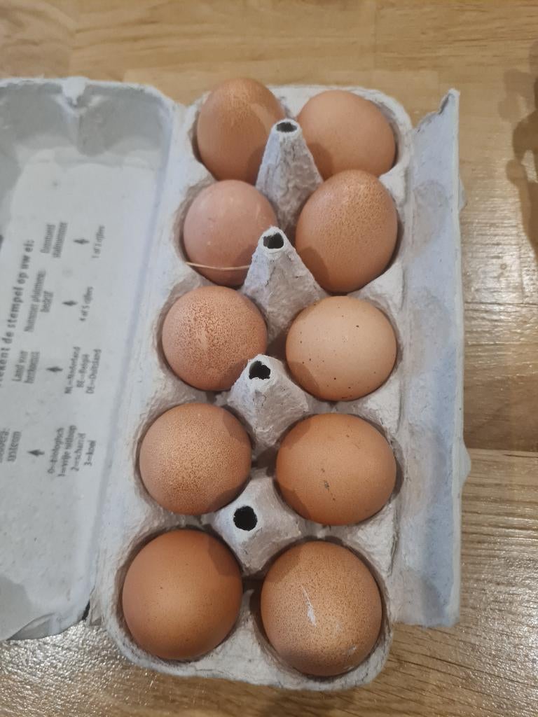Broedeieren, Dieren en Toebehoren, Pluimvee, Geslacht onbekend, Kip