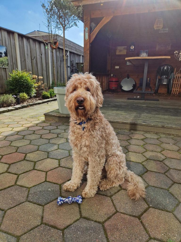 Dekreu Australian Labradoodle, Dieren en Toebehoren, Reu, Parvo, Eén hond, 3 tot 5 jaar