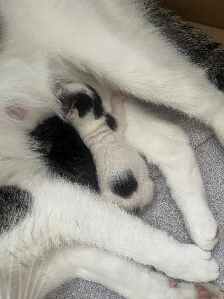 Moederpoes 2 jaar en kittens 3 dagen oud., Dieren en Toebehoren, Katten en Kittens | Raskatten | Langhaar