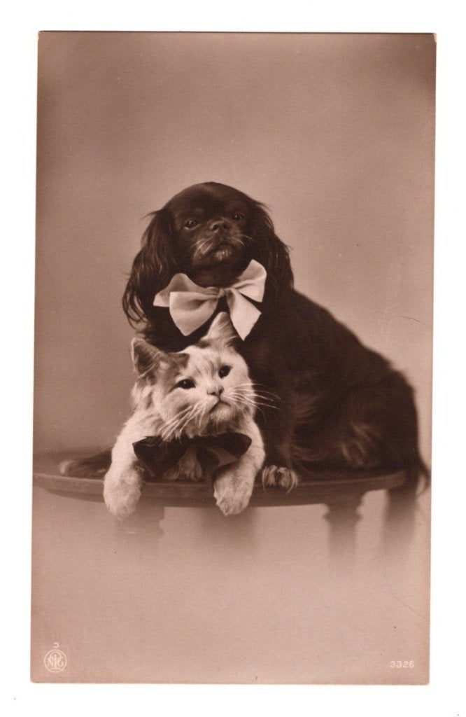 Antieke Fotokaart Hond en Kat met Vlinderstrikjes, Ophalen of Verzenden, Voor 1920, Ongelopen, Overige thema's