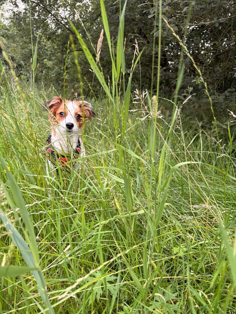 Kooiker /stabij puppy, 15 weken tot 1 jaar, Parvo, Eén hond, Nederland
